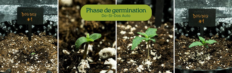 Graines de Do-Si-Dos Auto germinant avec la méthode de la serviette en papier, donnant des semis vigoureux. Recommandé pour un taux de germination élevé dans la culture du cannabis.