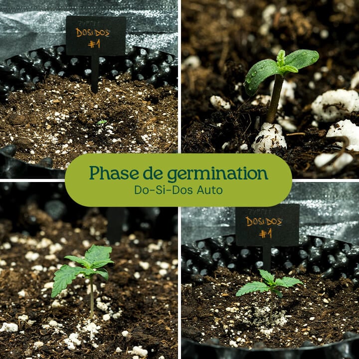 Graines de Do-Si-Dos Auto germinant avec la méthode de la serviette en papier, donnant des semis vigoureux. Recommandé pour un taux de germination élevé dans la culture du cannabis.