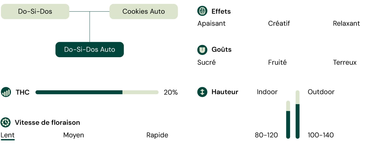 Do-Si-Dos Auto tableau des niveaux de THC, du profil aromatique et de la structure de croissance. Autofloraison compacte, à dominance indica, avec des arômes doux et terreux.