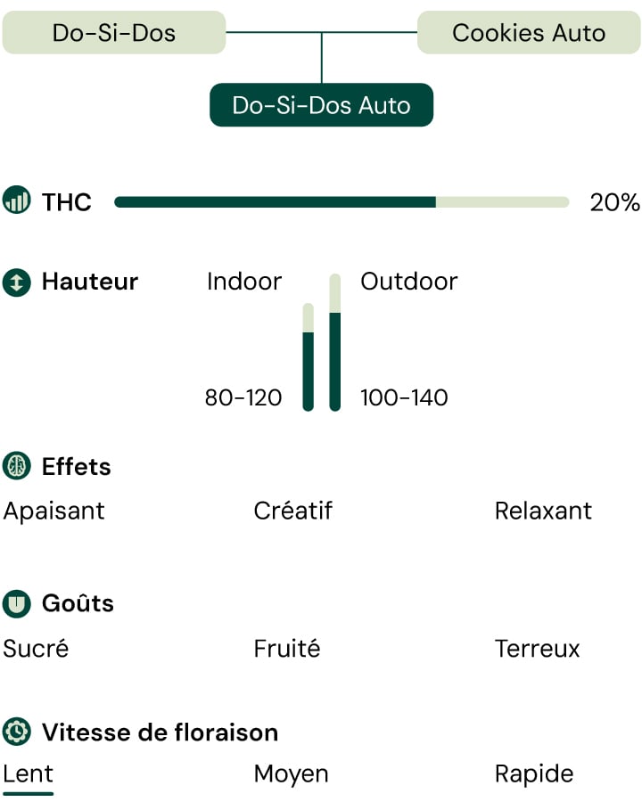 Do-Si-Dos Auto tableau des niveaux de THC, du profil aromatique et de la structure de croissance. Autofloraison compacte, à dominance indica, avec des arômes doux et terreux.