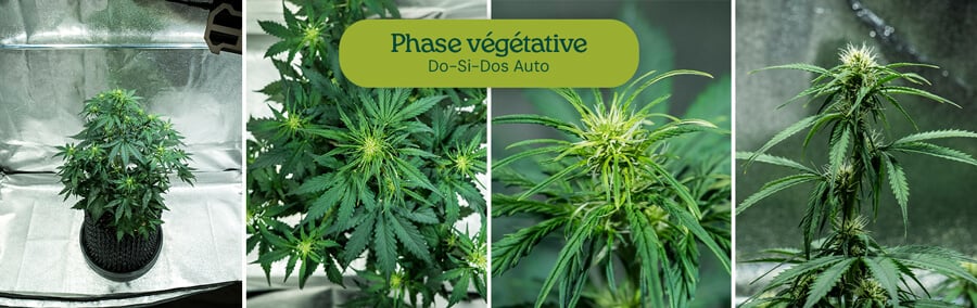 Variété Do-Si-Dos Auto en phase végétative, montrant une tige centrale et des branches latérales vibrantes. Convient à l'entraînement à faible stress et à la culture en intérieur avec un cycle lumineux de 18-6.