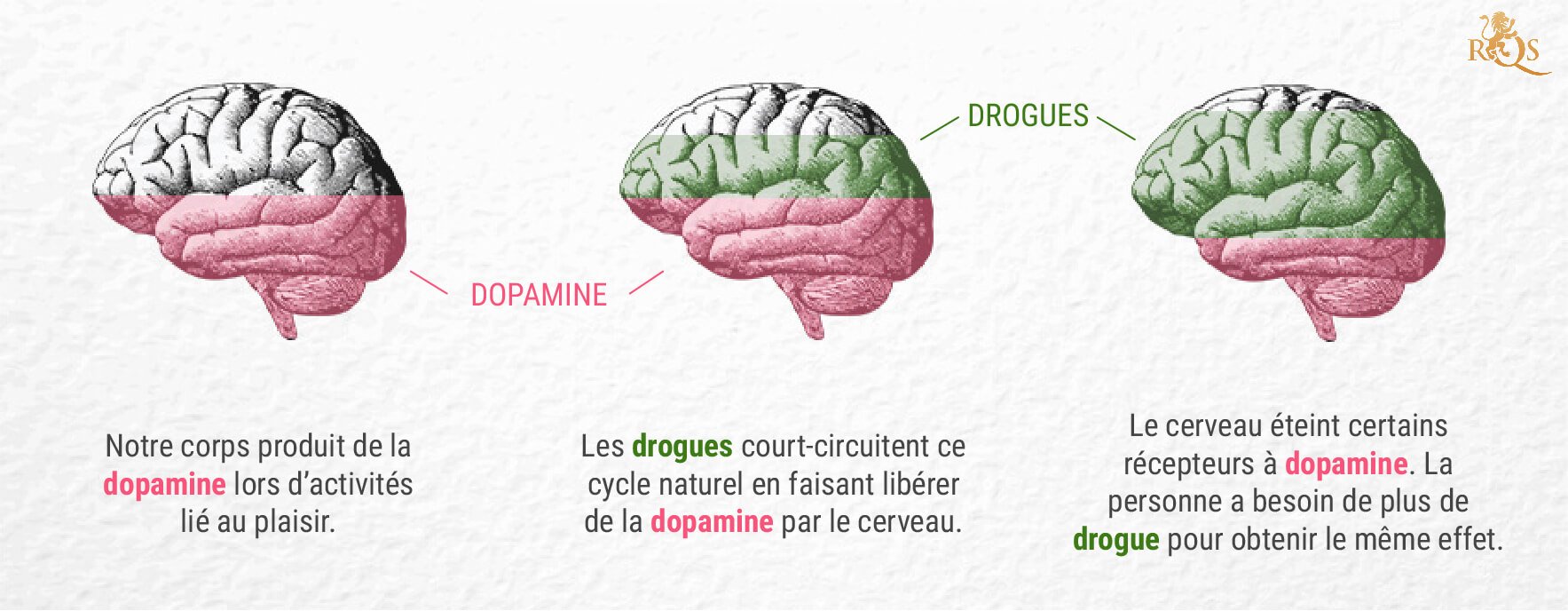  Revues - Les récepteurs dopaminergiques