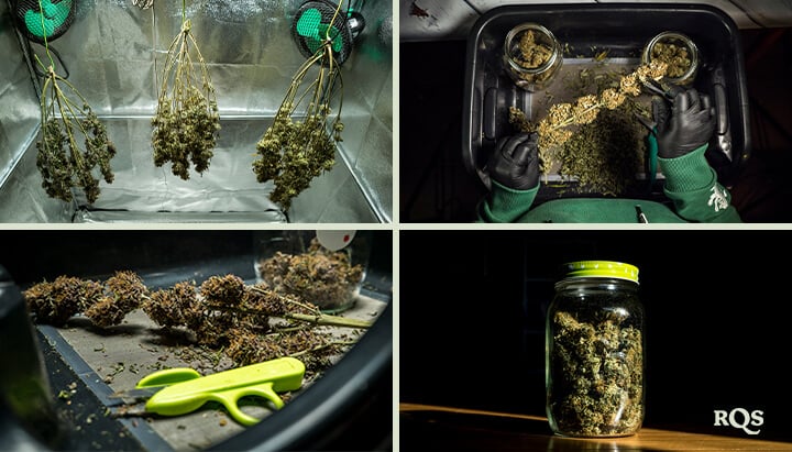 A step-by-step process of drying and curing cannabis buds, including hanging trimmed buds, manicuring with scissors, and storing them in airtight jars for optimal preservation.