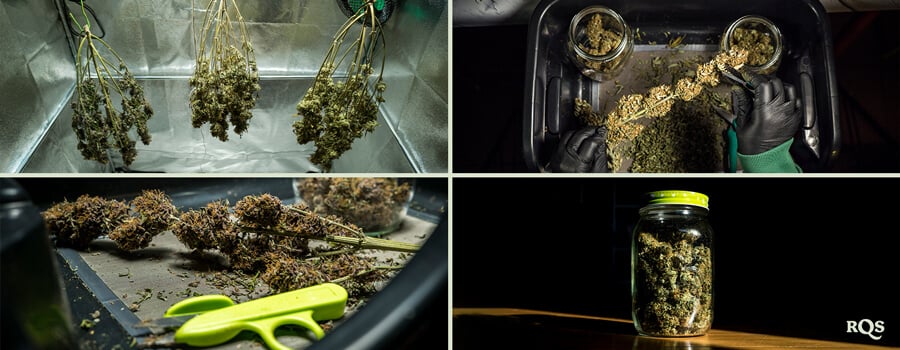 A step-by-step process of drying and curing cannabis buds, including hanging trimmed buds, manicuring with scissors, and storing them in airtight jars for optimal preservation.