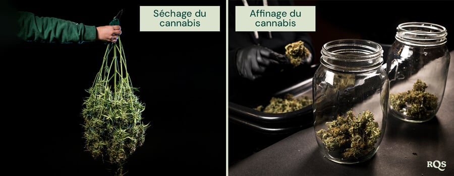 Comparaison des processus de séchage et d'affinage du cannabis : à gauche, des plantes de cannabis fraîchement récoltées sont prêtes à être suspendues pour le séchage ; à droite, des bourgeons taillés sont placés dans des bocaux en verre pour un affinage et un stockage appropriés.