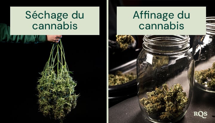 Comparaison des processus de séchage et d'affinage du cannabis : à gauche, des plantes de cannabis fraîchement récoltées sont prêtes à être suspendues pour le séchage ; à droite, des bourgeons taillés sont placés dans des bocaux en verre pour un affinage et un stockage appropriés.