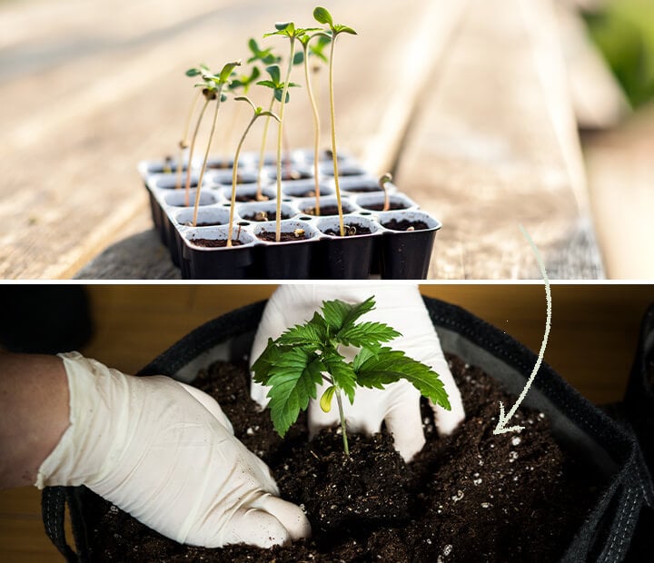 Une présentation des pots de germination Easy Start conçus pour les graines de cannabis féminisées par RQS, soulignant leur rôle dans le soutien à la croissance saine des semis et l'importance d'un repiquage en temps voulu.