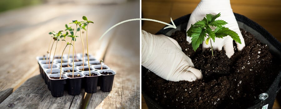 Une présentation des pots de germination Easy Start conçus pour les graines de cannabis féminisées par RQS, soulignant leur rôle dans le soutien à la croissance saine des semis et l'importance d'un repiquage en temps voulu.