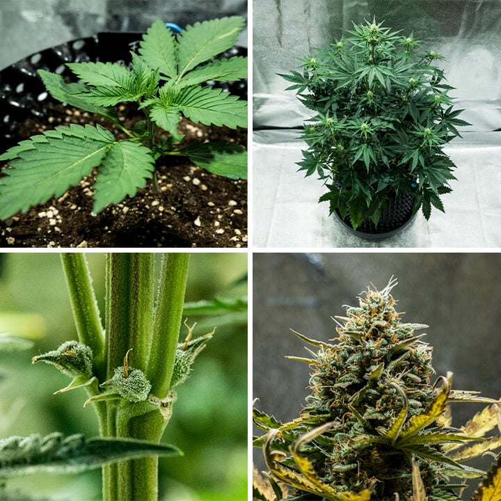 Collage de la variété de cannabis Fat Banana Auto de Royal Queen Seeds. Cette autofloraison offre un THC élevé, des saveurs sucrées de banane et de terre, atteignant 70 cm et produisant 450 g/m² en 7–8 semaines.