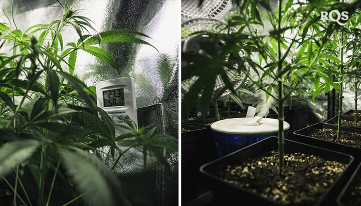 Deux plantes d’intérieur à différents stades de croissance : une plante mature avec un thermomètre à gauche et une plante plus jeune dans un environnement humide avec un humidificateur à droite.