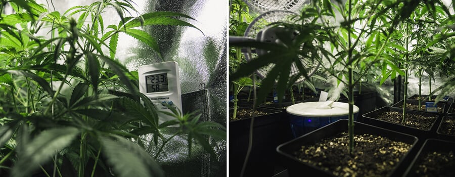 Deux plantes d’intérieur à différents stades de croissance : une plante mature avec un thermomètre à gauche et une plante plus jeune dans un environnement humide avec un humidificateur à droite.