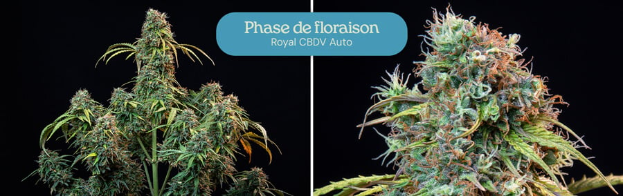 Une photo montrant la phase de floraison d'une plante de cannabis Royal CBDV Auto. Le côté gauche montre la plante avec des bourgeons en développement, tandis que le côté droit montre un gros plan d'un bourgeon mature.