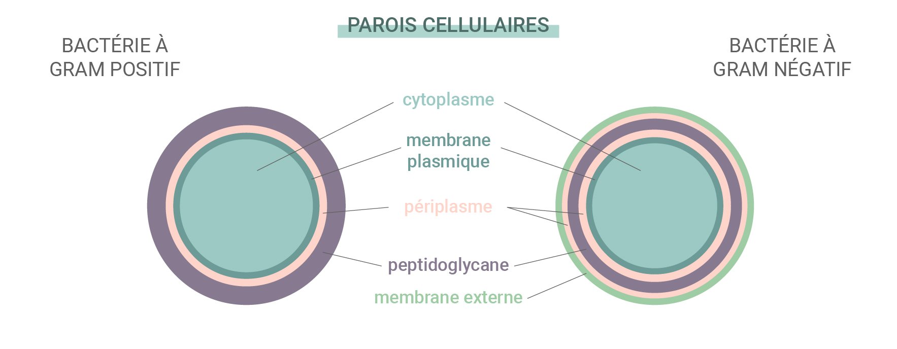 Bactéries Gram positif vs Gram négatif