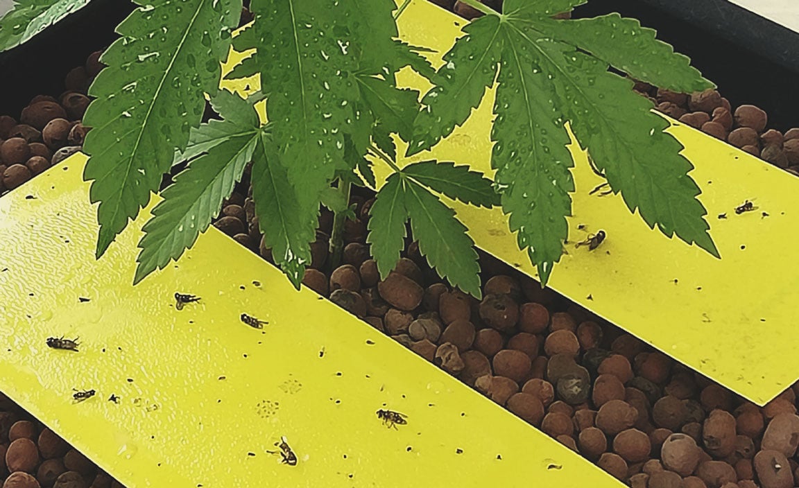 Lutter contre la mouche du terreau pour la culture du cannabis - Humboldt  Seeds