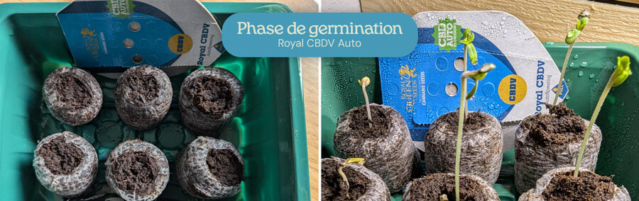 Germinating Royal CBDV Auto Seeds