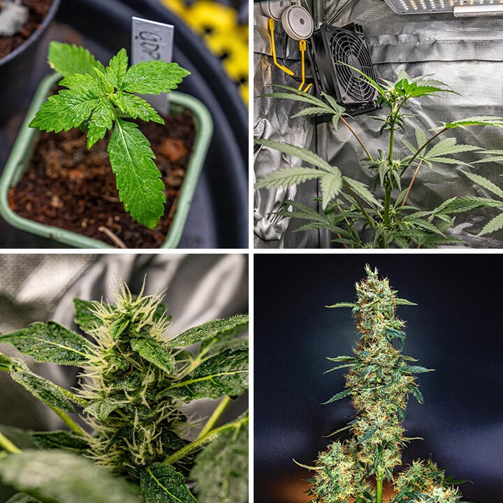 Un collage de quatre images montrant les étapes de Granddaddy Purple Auto : une jeune pousse, une plante dans une tente de culture, un gros plan d’un bourgeon et une plante mature avec des bourgeons.