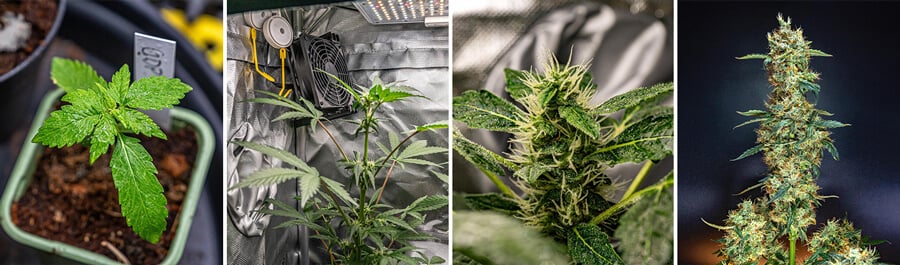 Un collage de quatre images montrant les étapes de Granddaddy Purple Auto : une jeune pousse, une plante dans une tente de culture, un gros plan d’un bourgeon et une plante mature avec des bourgeons.