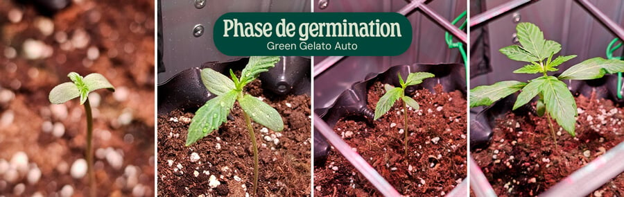 Green Gelato Auto Germination