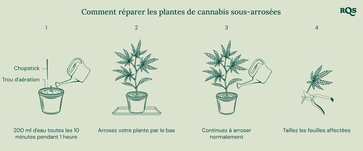 How to fix underwatered cannabis