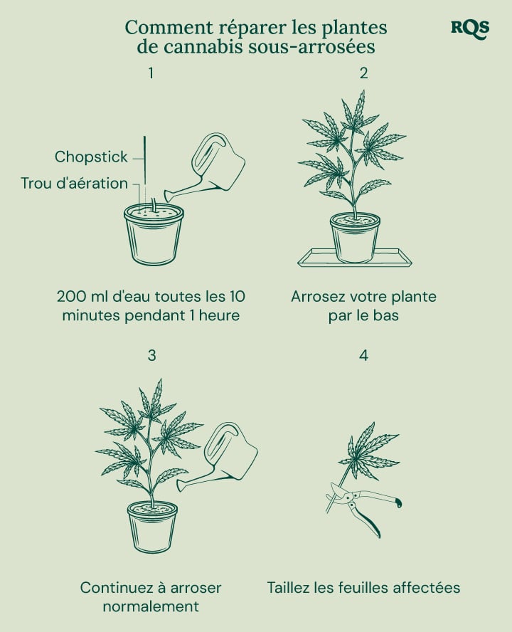 How to fix underwatered cannabis