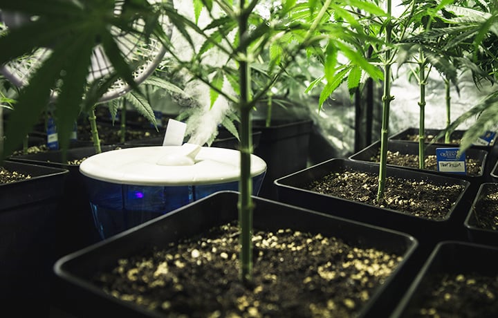 Plantes en pot saines dans un espace de culture contrôlé avec un humidificateur augmentant l'humidité pour une croissance optimale.