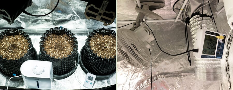 Gros plan sur un setup de germination de semis avec trois plateaux de graines de cannabis en train de germer à gauche, et l'intérieur d'une petite tente de culture à droite, équipée d'un ventilateur, d'un moniteur d'humidité et d'un système de ventilation pour une croissance optimale.