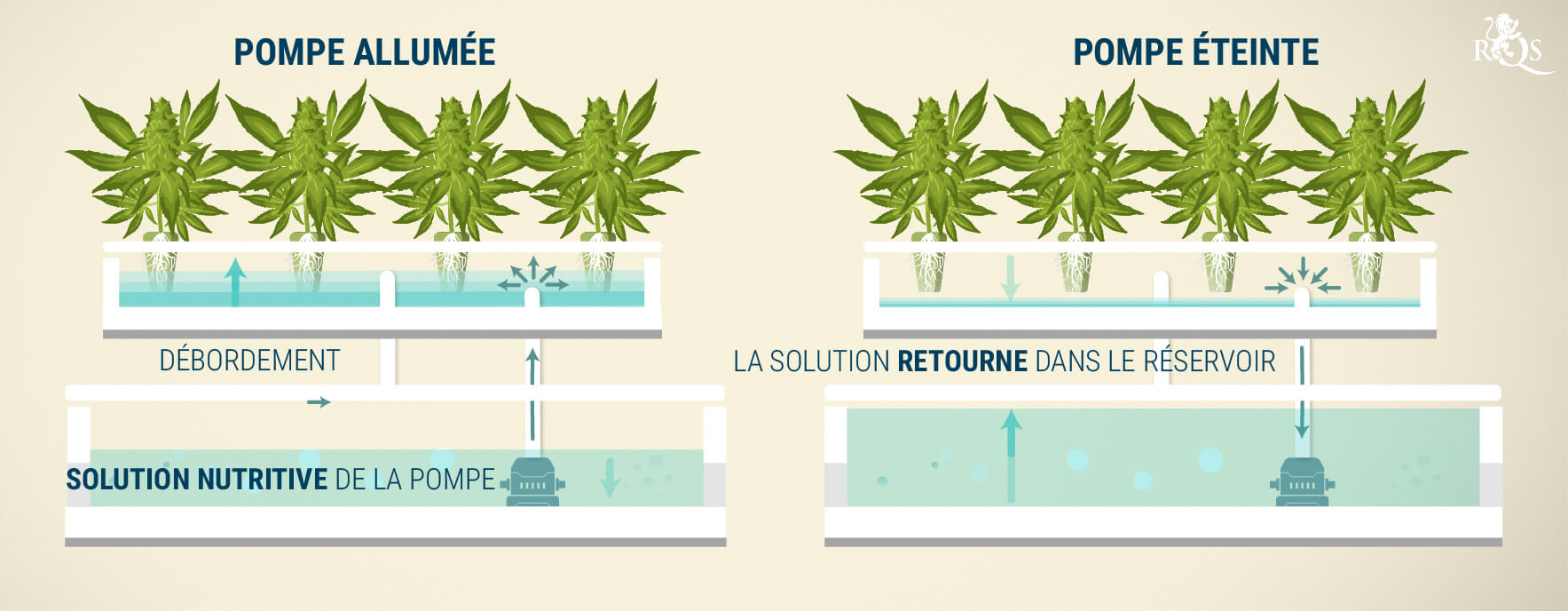 Culture du cannabis en hydroponie vs en terre - RQS Blog