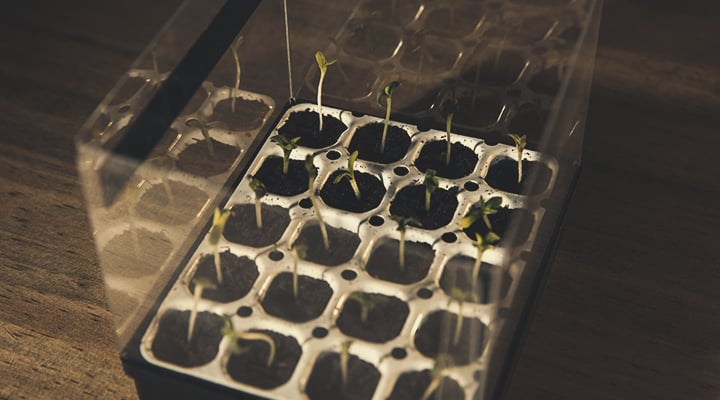 Le starter kit féminisé Royal Queen Seeds