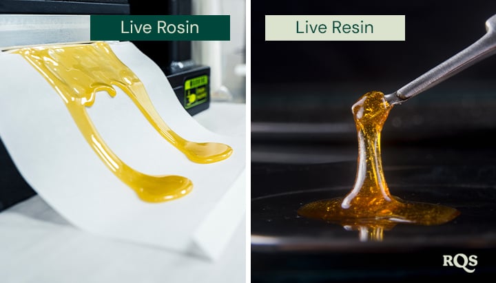 Comparaison de rosin live et de résine live, avec deux images côte à côte. À gauche, la rosin live dorée est étalée sur du papier. À droite, la résine live est soulevée avec un outil, mettant en valeur sa texture brillante.