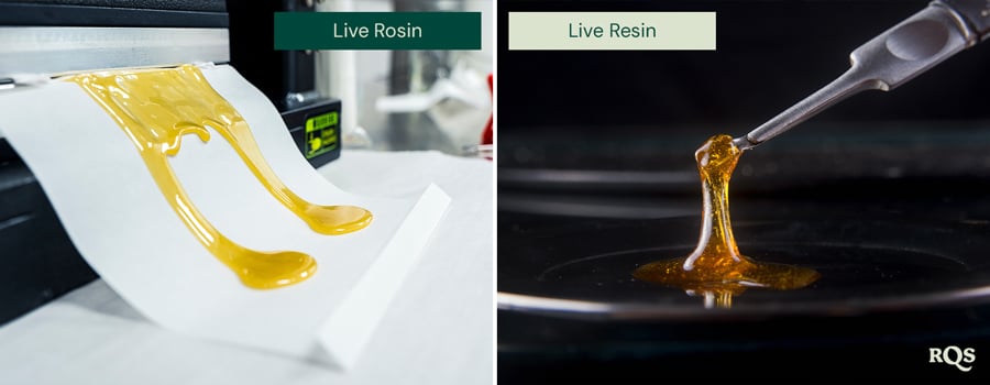 Comparaison de rosin live et de résine live, avec deux images côte à côte. À gauche, la rosin live dorée est étalée sur du papier. À droite, la résine live est soulevée avec un outil, mettant en valeur sa texture brillante.