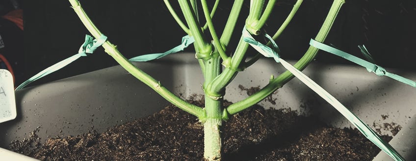 Exemple de LST mal réalisé avec des branches de cannabis tordues à un angle trop aigu, risquant des fractures et limitant la circulation de la sève.