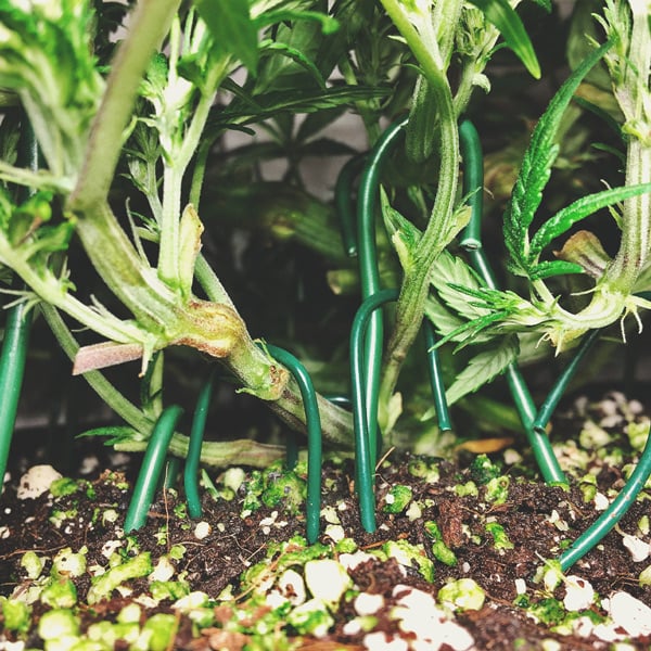 Comment Cultiver De La Super Weed Sur Un Balcon Ou Une Terrasse