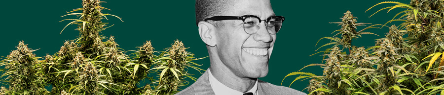 Un portrait détaillé de Malcolm X sur un fond vert profond, encadré par des plantes de cannabis luxuriantes avec des bourgeons épais et résineux.