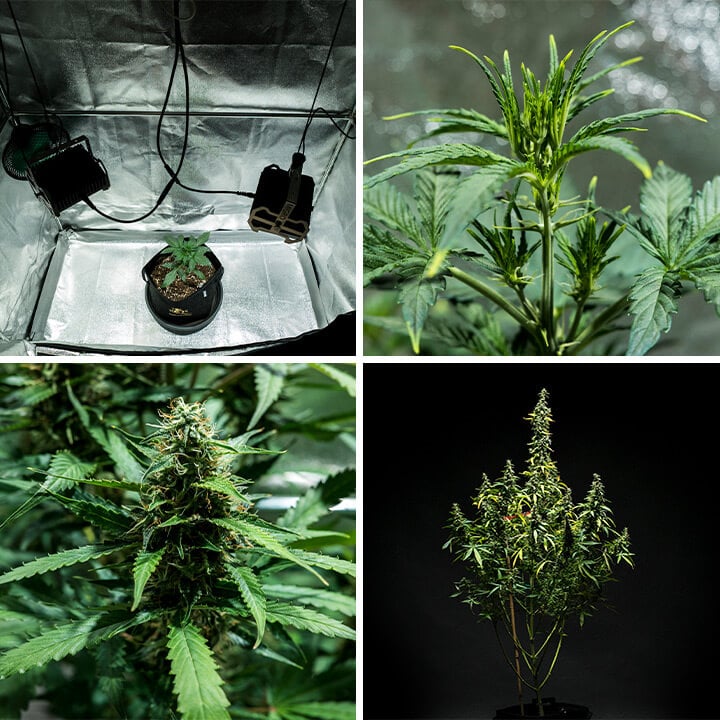 Collage d'images de la variété de cannabis Mimosa Auto, une autoflorissante à croissance rapide de Royal Queen Seeds. Avec un cycle de 9 à 10 semaines, cette plante atteint 100–150 cm et produit jusqu'à 400 g/m² avec 21% de THC et des arômes d'agrumes et de diesel. Idéale pour la culture en intérieur.