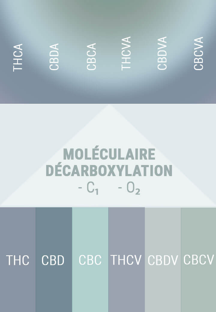 LA DÉCARBOXYLATION ACTIVE LES ACIDES