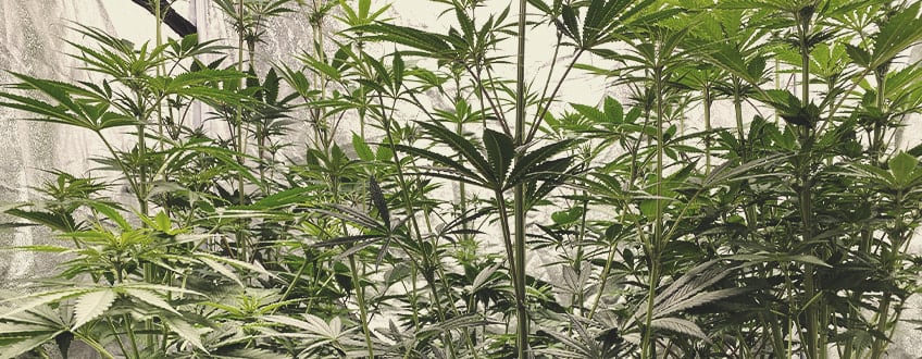 Salle de culture de cannabis intérieure surpeuplée avec des plantes non taillées, montrant l'impact négatif de la négligence des techniques de taille.