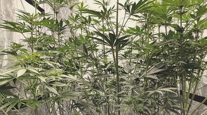 Salle de culture de cannabis intérieure surpeuplée avec des plantes non taillées, montrant l'impact négatif de la négligence des techniques de taille.