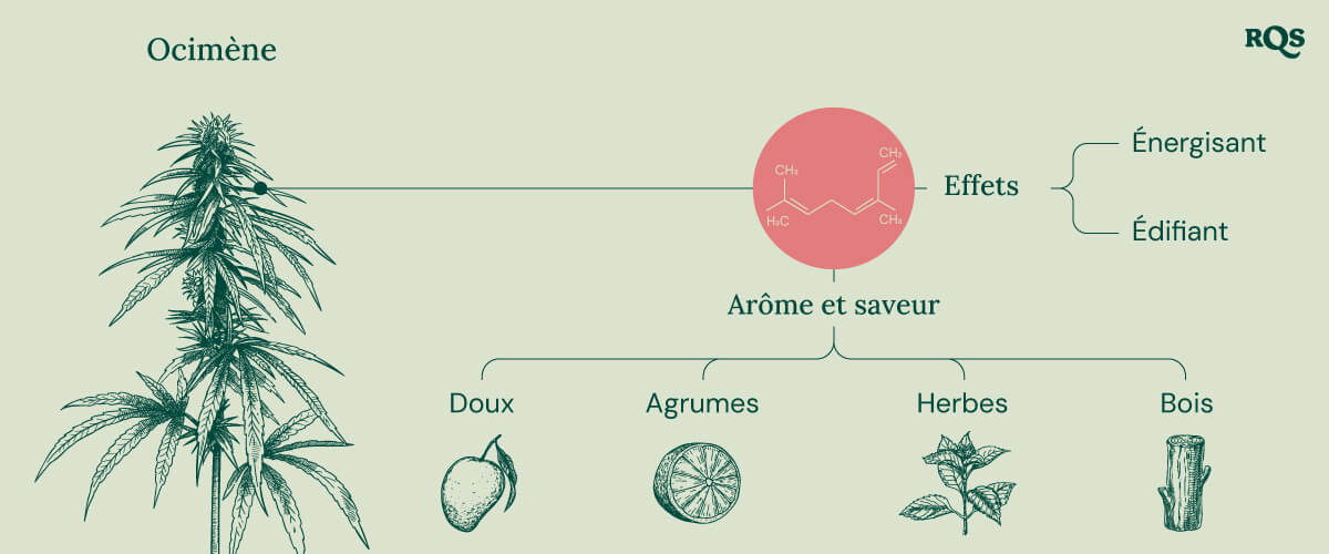 Diagramme des caractéristiques du terpène ocimène trouvé dans le cannabis, mettant en évidence ses effets énergisants et stimulants. L'image présente également son profil d'arôme et de saveur, y compris des notes sucrées, d'agrumes, herbacées et boisées.