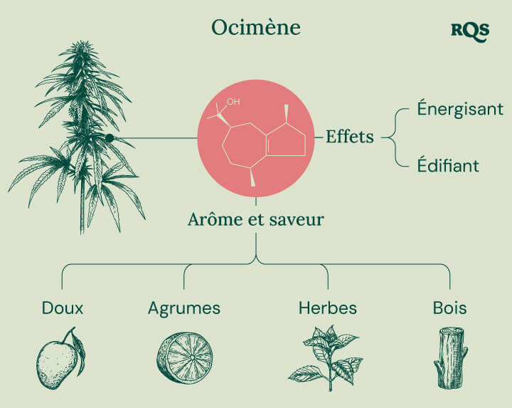 Diagramme des caractéristiques du terpène ocimène trouvé dans le cannabis, mettant en évidence ses effets énergisants et stimulants. L'image présente également son profil d'arôme et de saveur, y compris des notes sucrées, d'agrumes, herbacées et boisées.