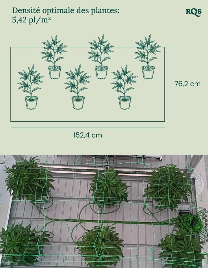 Optimal plant density in cannabis cultivation