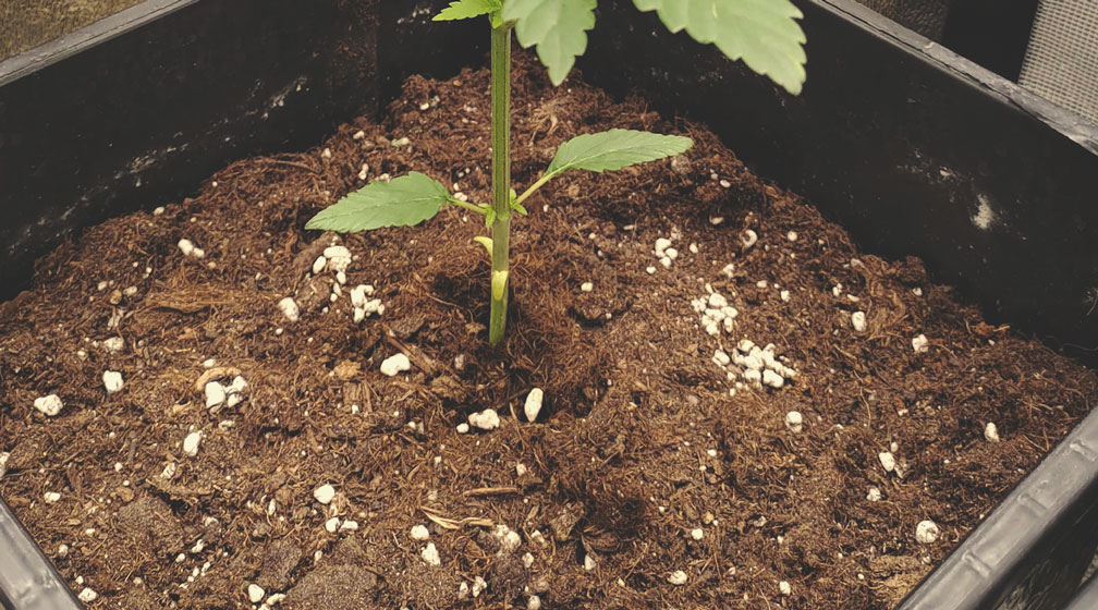 Quels avantages a la perlite pour les plants de cannabis ? - RQS Blog