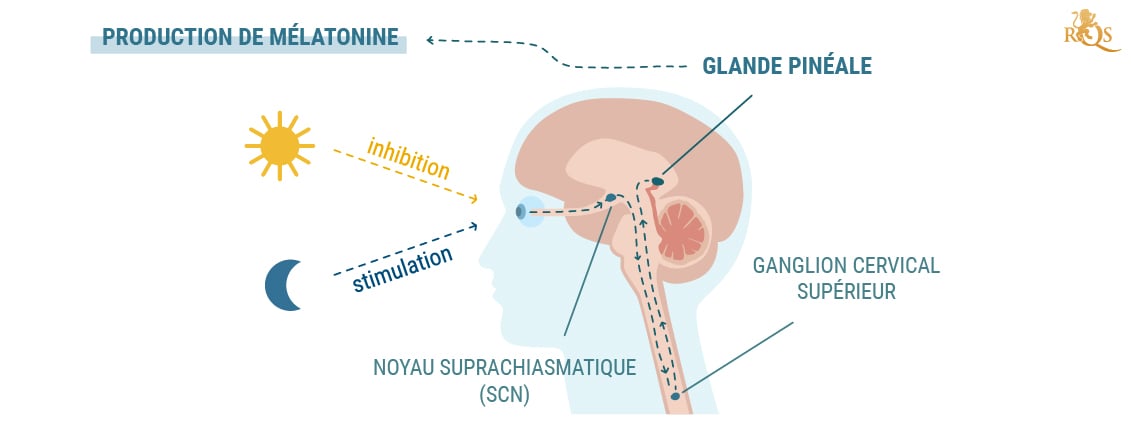 Production de mélatonine