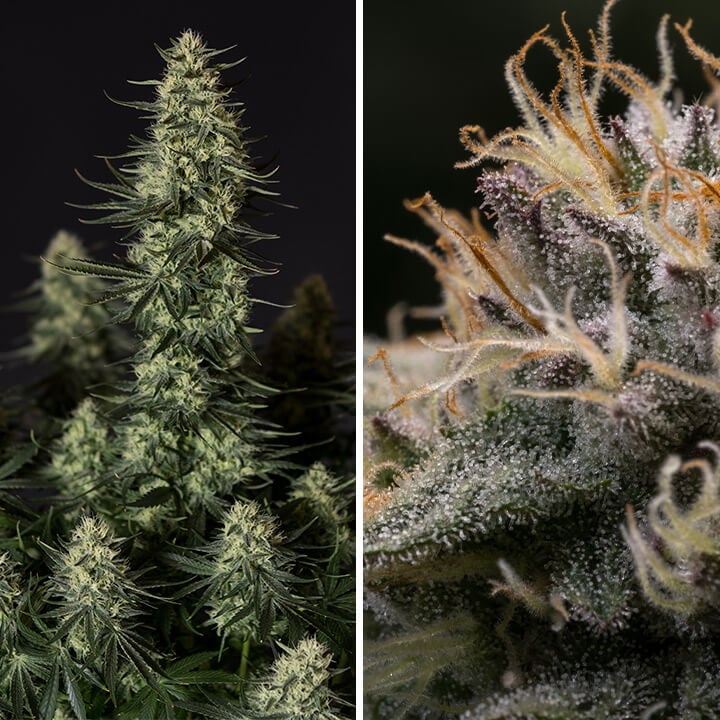 Punch Pie, une variété de cannabis de Royal Queen Seeds et Tyson 2.0, idéale pour des rendements élevés en intérieur, avec des saveurs fruitées et sucrées.