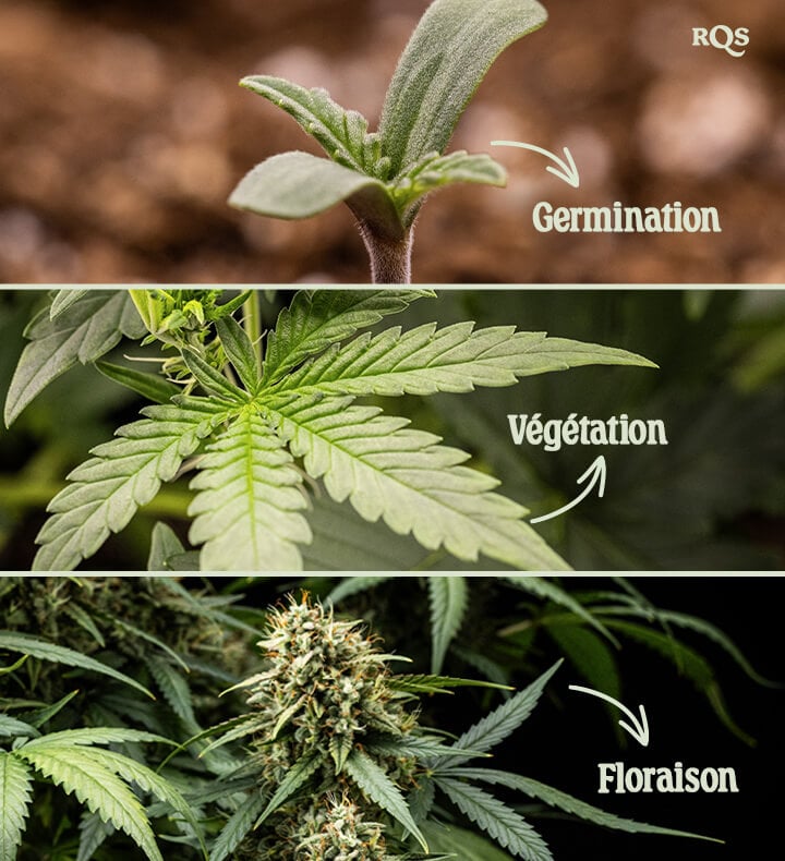 Trois étapes de la croissance du cannabis : Germination avec une jeune plante, Végétation avec des feuilles en éventail, et Floraison avec des bourgeons denses recouverts de trichomes.