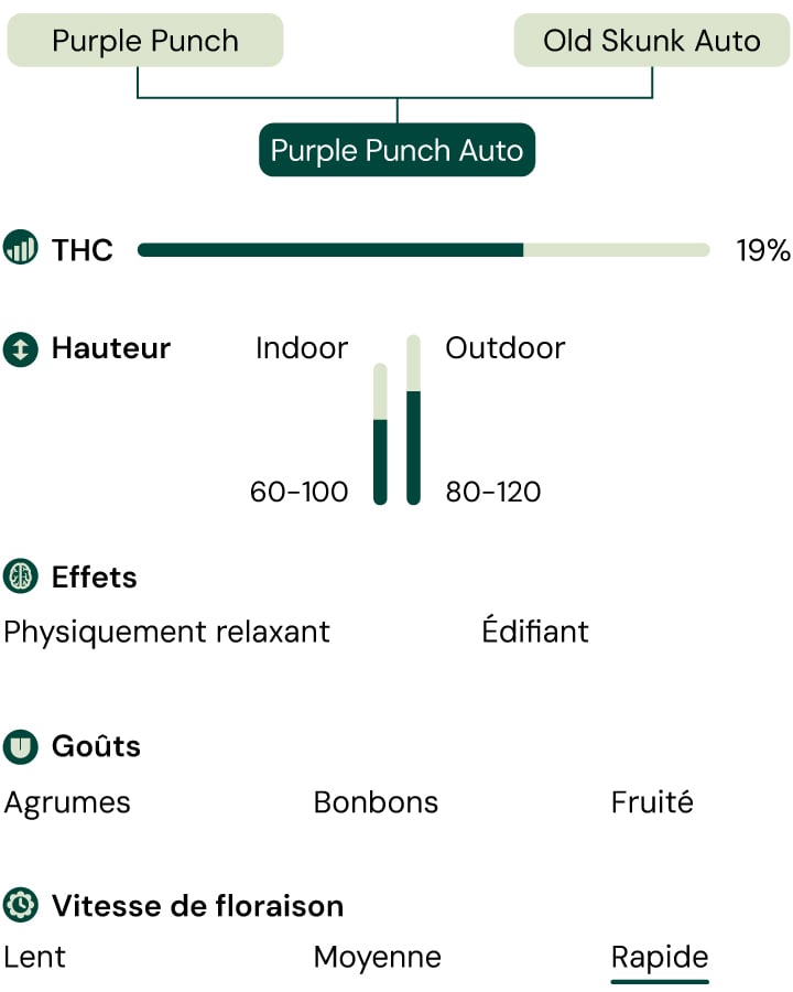 Purple Punch Auto Characteristics