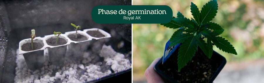 Royal AK Germination