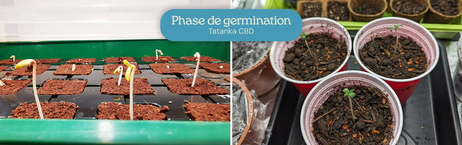 Deux images de la germination des graines de Tatanka CBD : l'une montrant des graines en germination dans un support de culture, l'autre avec des semis germés dans des gobelets rouges Solo.