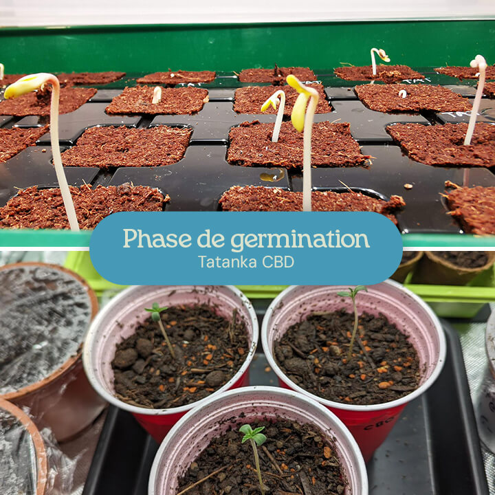 Deux images de la germination des graines de Tatanka CBD : l'une montrant des graines en germination dans un support de culture, l'autre avec des semis germés dans des gobelets rouges Solo.