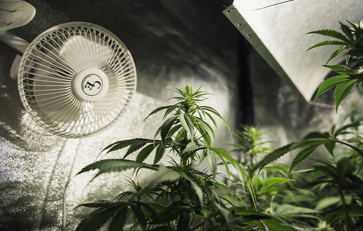 Plantes en intérieur dans une chambre de culture à climat contrôlé avec un ventilateur pour un flux d'air optimal et une croissance saine.