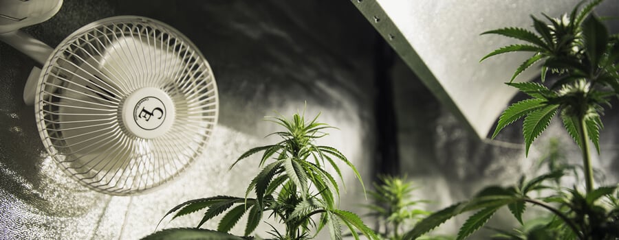 Plantes en intérieur dans une chambre de culture à climat contrôlé avec un ventilateur pour un flux d'air optimal et une croissance saine.